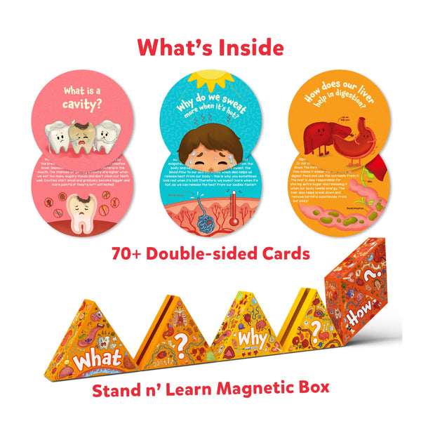 Flash Cards Science Snippets Kit | The Human Body (ages 7+)